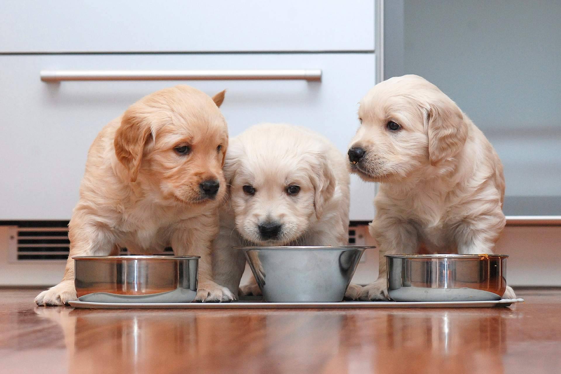 La buena práctica en cuidados y buen trato con los clientes de 101 Cachorros