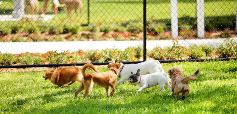 parque perros Merca2.es