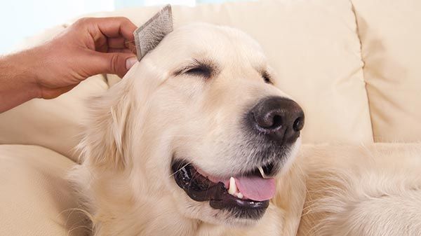 perro