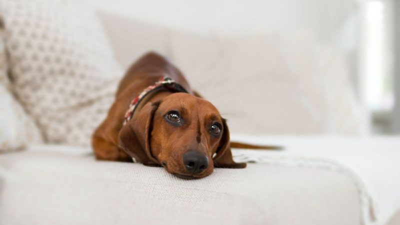 perro