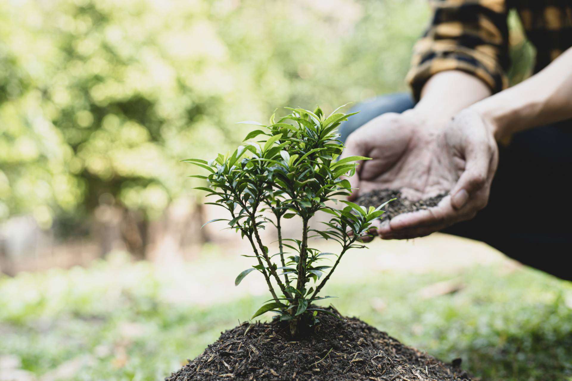 Apadrinar un árbol, la iniciativa que se une a la colaboración con las víctimas de la guerra Ucrania, mediante el cuidado del medioambiente