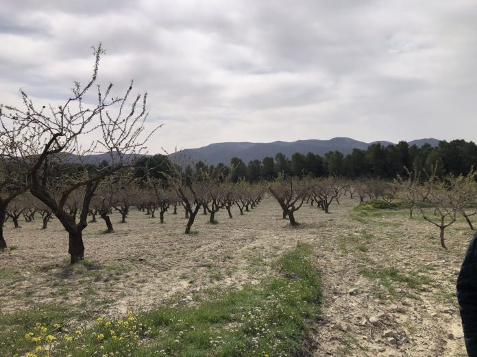 Almendro afectado hongo campo murciano