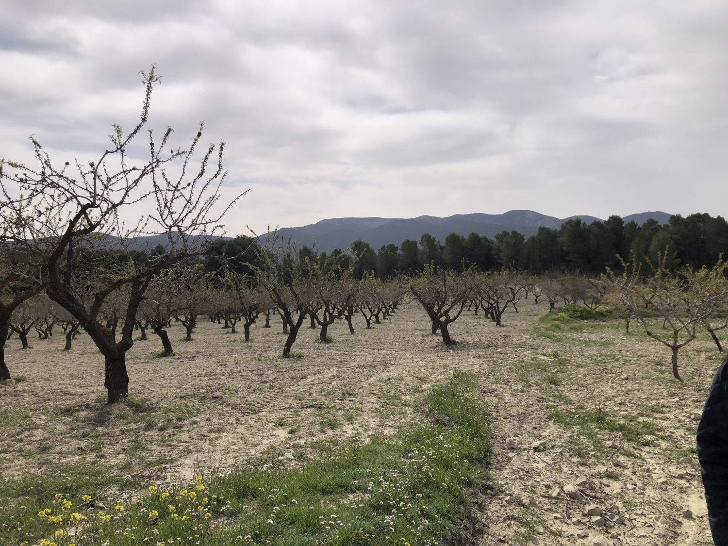 Lluvia más calima: tormenta perfecta en el campo de Murcia