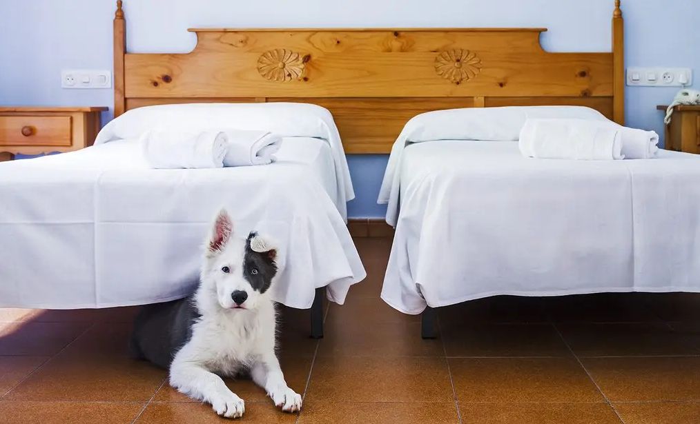 Los mejores hoteles de España para ir con tu perro