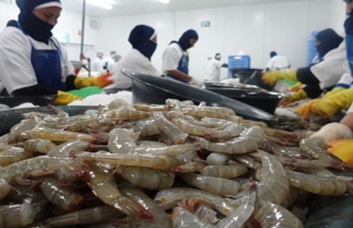 La guerra del camarón: Lidl y Aldi cortan los márgenes a los productores