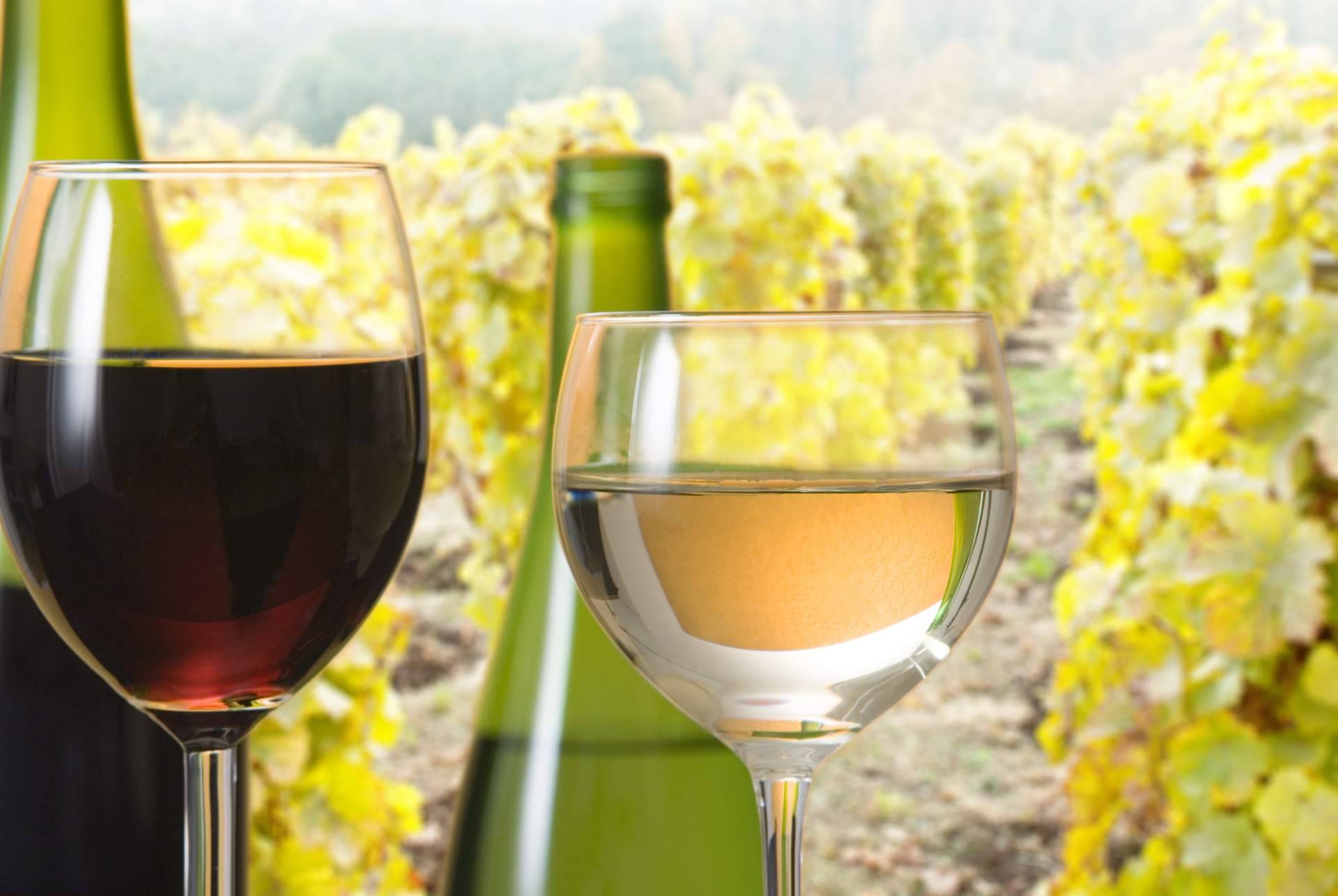 Vinos ecológicos de calidad de Your Wine at Home que cuidan el ambiente