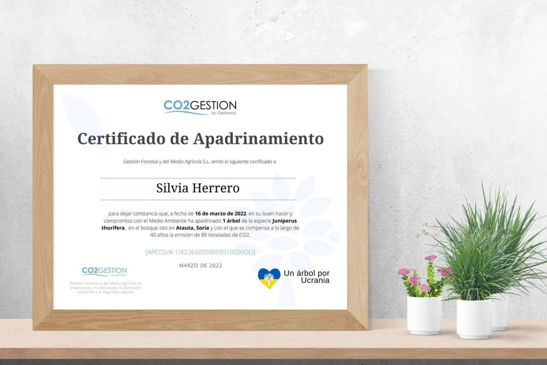 Regalar un árbol para preservar el medioambiente, una idea original y sostenible para las ocasiones especiales