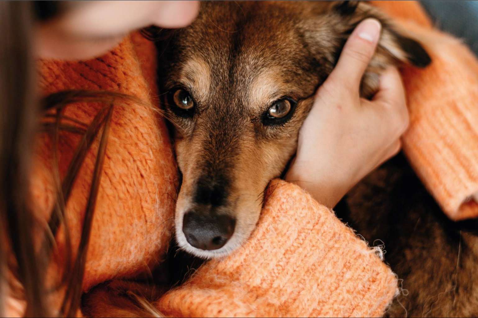 La tienda de accesorios para mascotas que apoya causas benéficas, Pets4Good