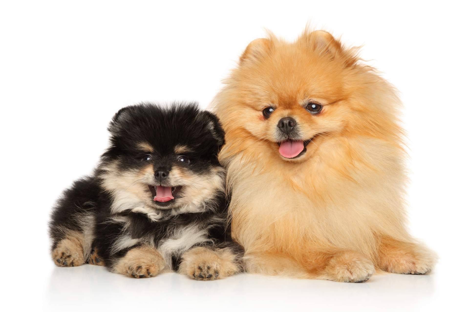 ¿Cómo elegir la raza de cachorro perfecta?, por la tienda 101 Cachorros