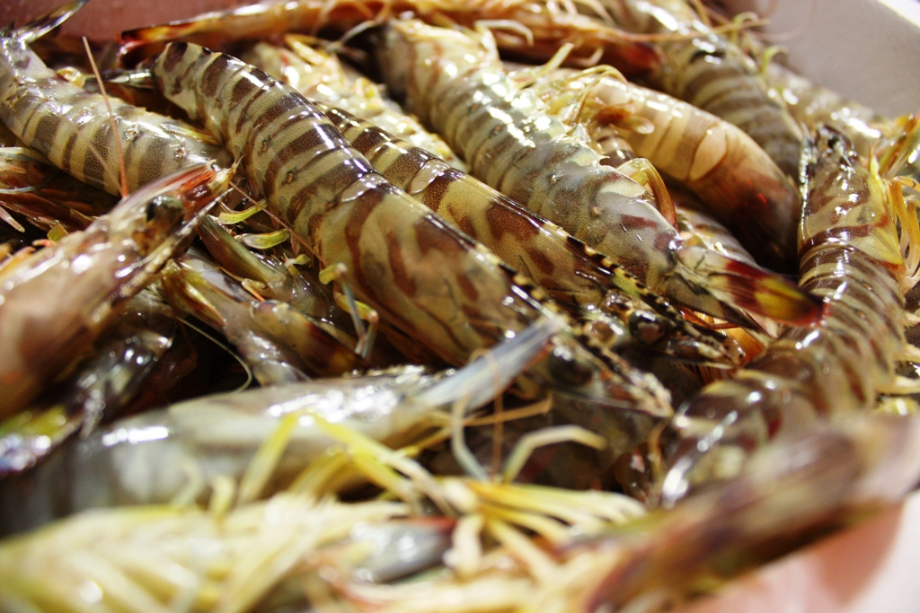 langostinos tipos