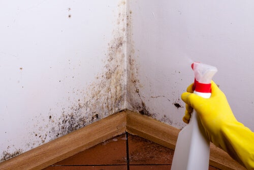 La mejor forma para prevenir y eliminar la humedad en tu casa