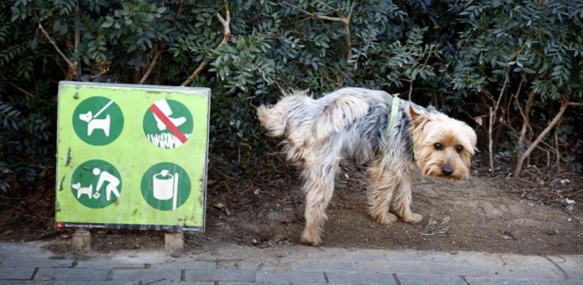 perro pis Merca2.es