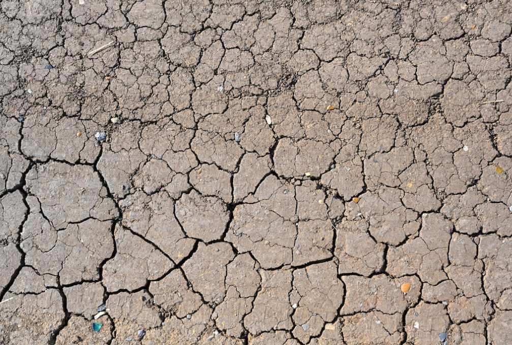 Arabia Saudí, África y Latinoamérica apuestan por la lucha contra la desertificación￼