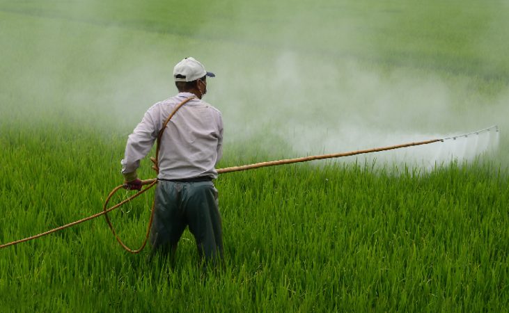 El tamaño del alimento no importa