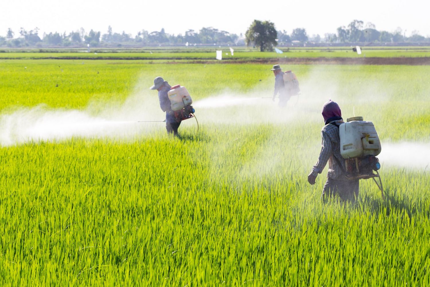Estos son los alimentos con más pesticidas que tus hijos consumen diariamente