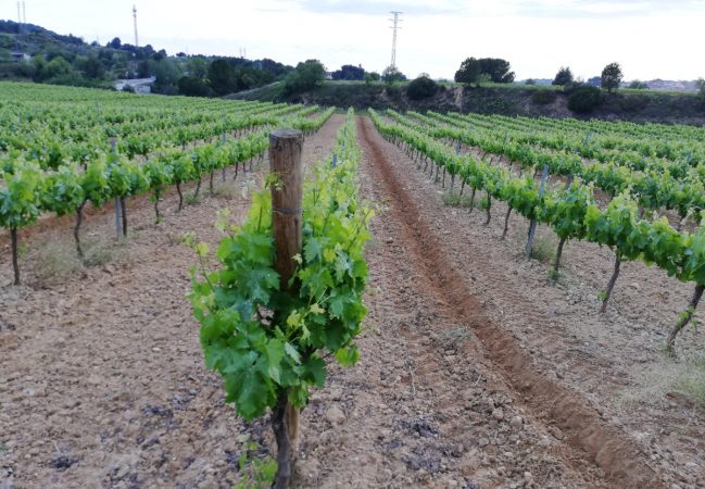 campo vides sant sadurni freixenet Merca2.es