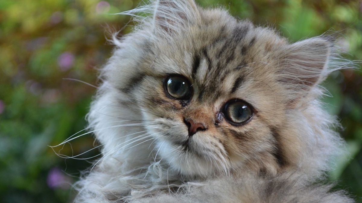 Las mejores razas de gatos para tener en un piso