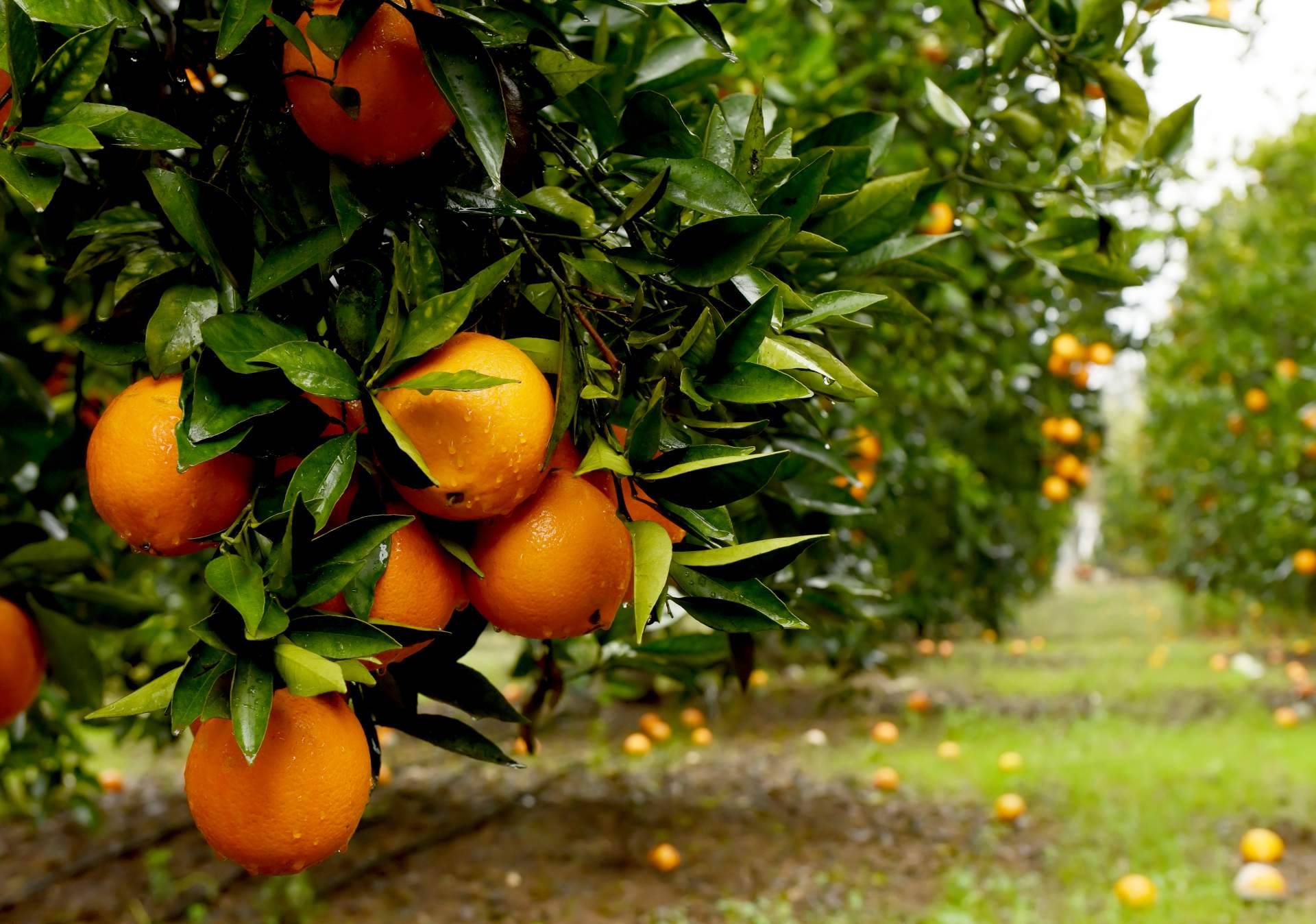 La importancia de la agricultura sostenible para consumir naranjas frescas, por Sabor a Naranjas