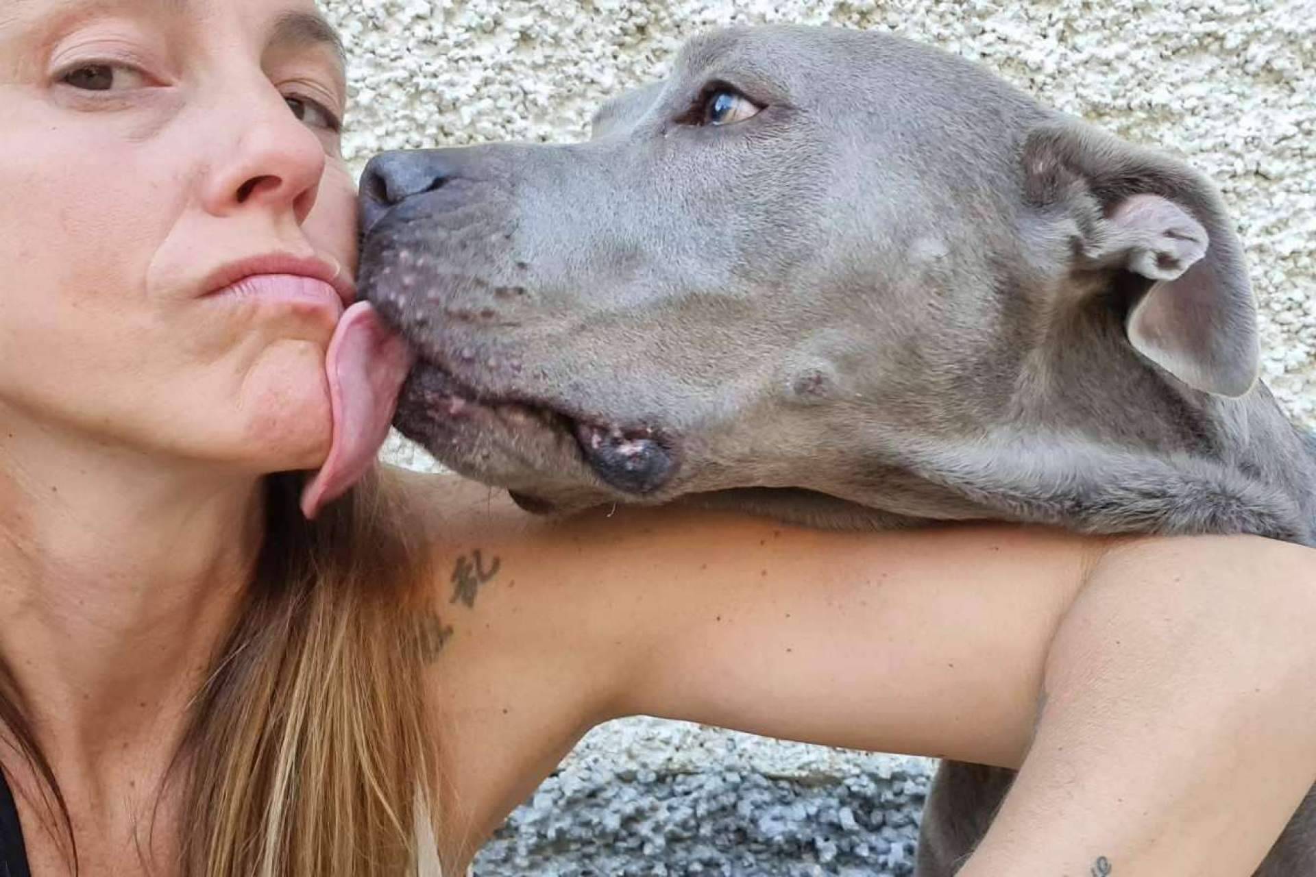 ¿Cuáles son los beneficios de llevar a los perros a una guardería de día? PERROBUENO