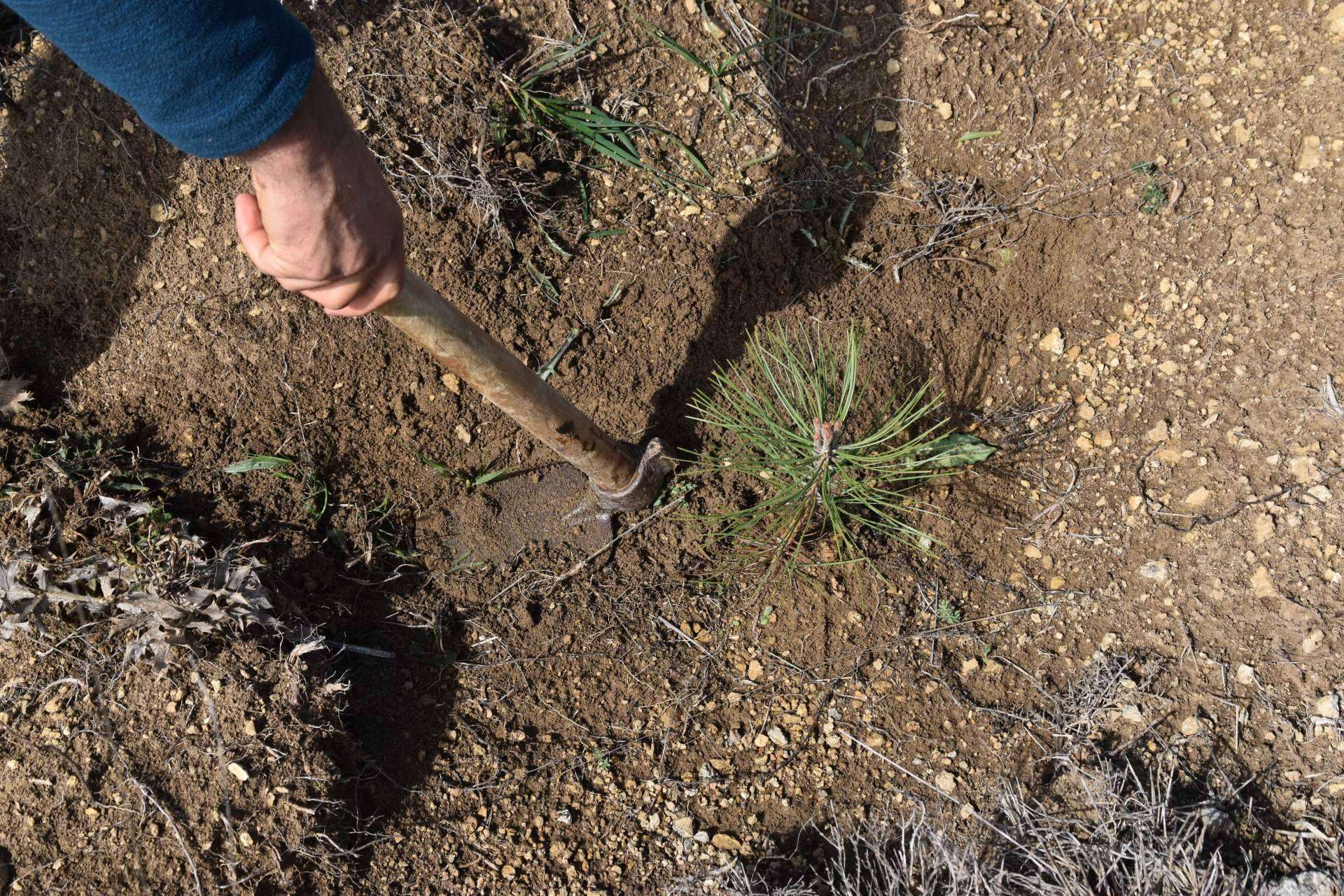 Solaria compensa más de 400 toneladas de CO2 gracias a una plantación forestal en Burgos