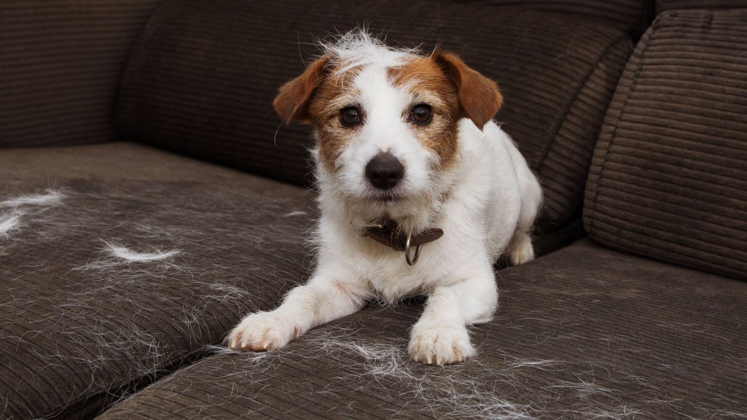 La prenda de ropa que elimina los pelos de tu mascota del sofá
