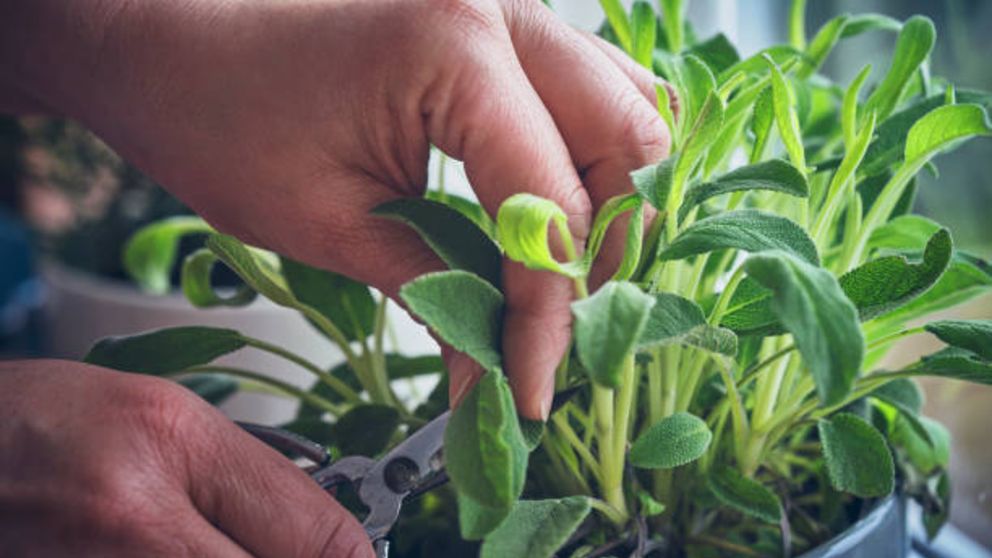 Las mejores plantas de interior para combatir las moscas en casa