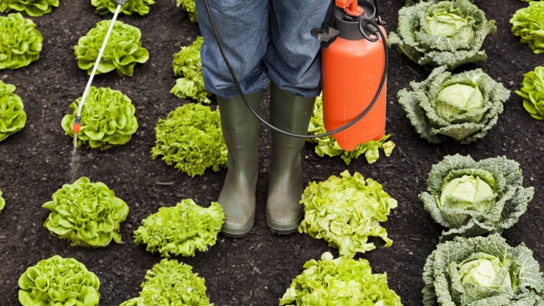 Alimentos con pesticidas: Las cerezas