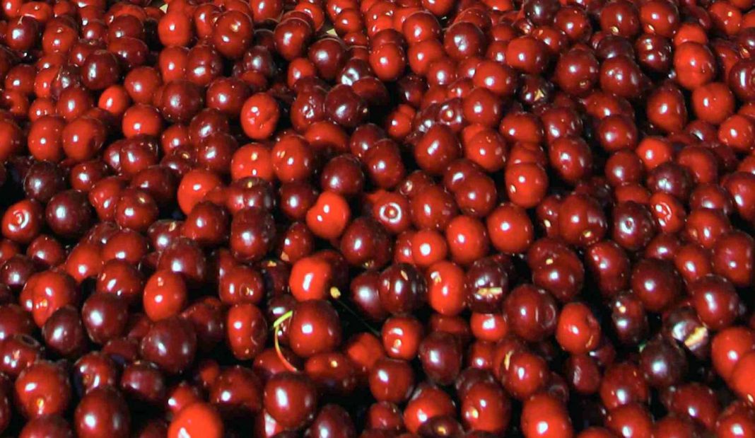 cerezas