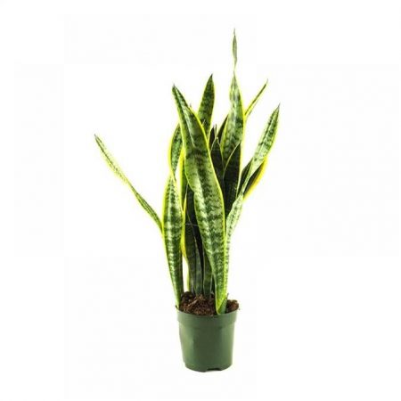 sansiveria plantas