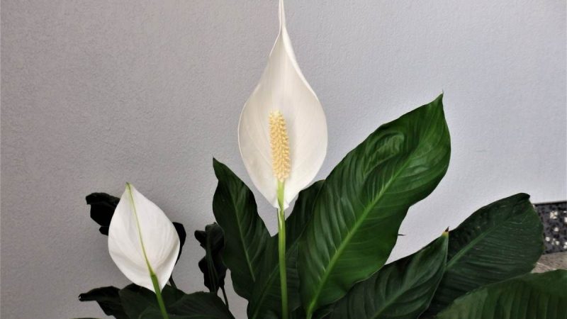 espatifilo plantas
