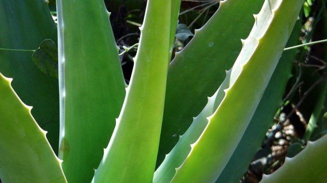 aloe vera plantas