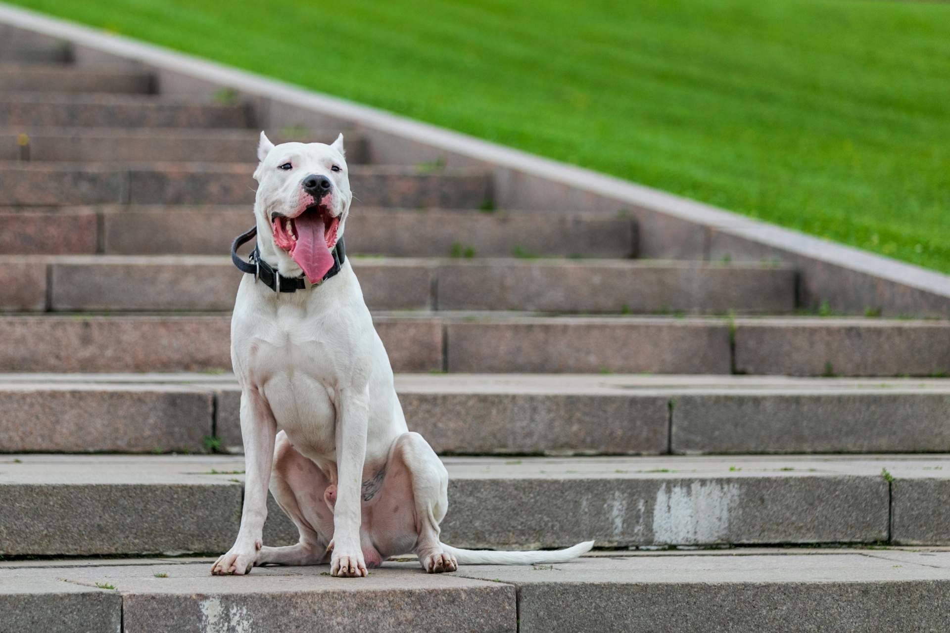 La obligatoriedad de la evaluación psicofísica para tener perros potencialmente peligrosos