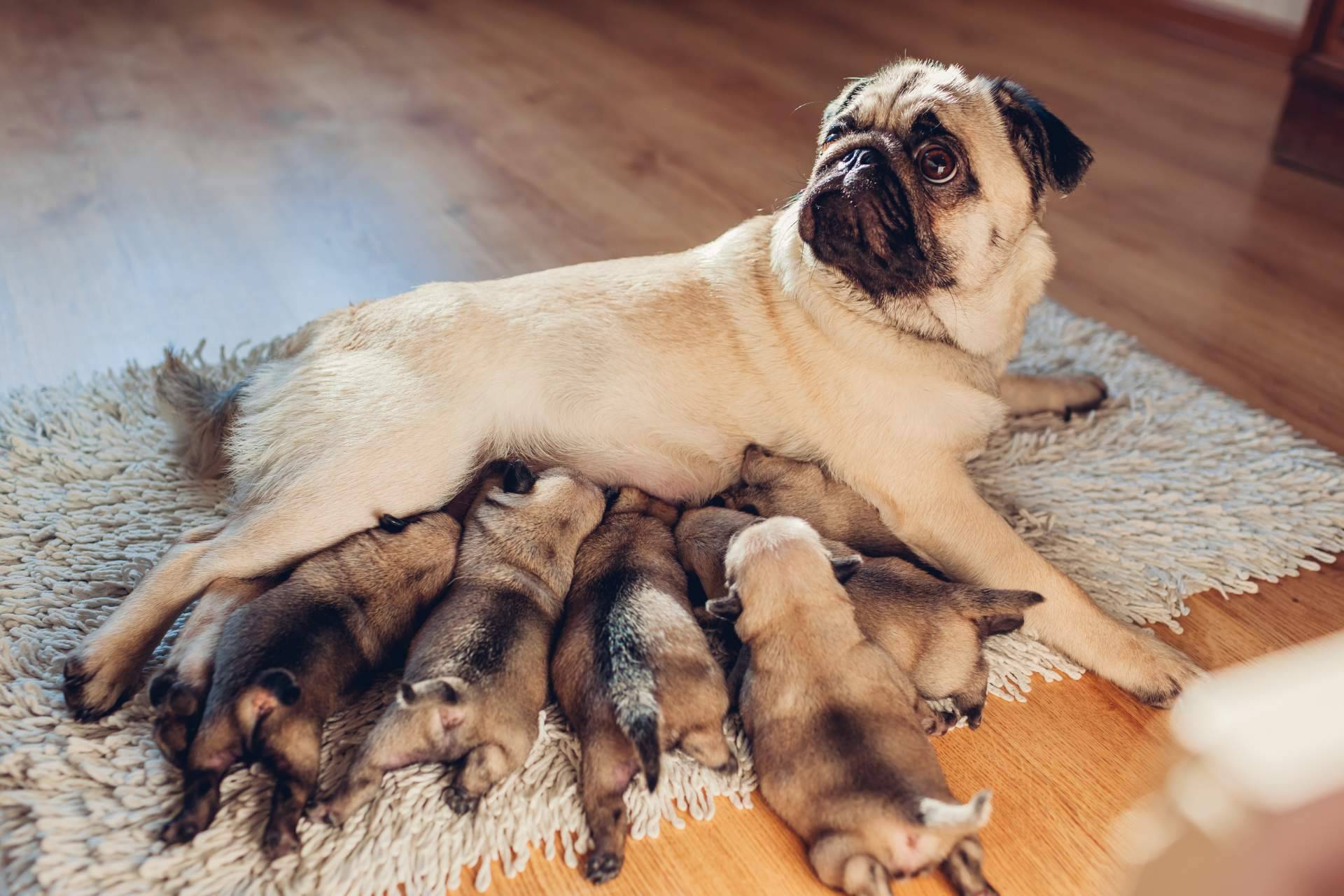 ¿Qué es el pedigree y para qué sirve?, por Cachorros del Valle