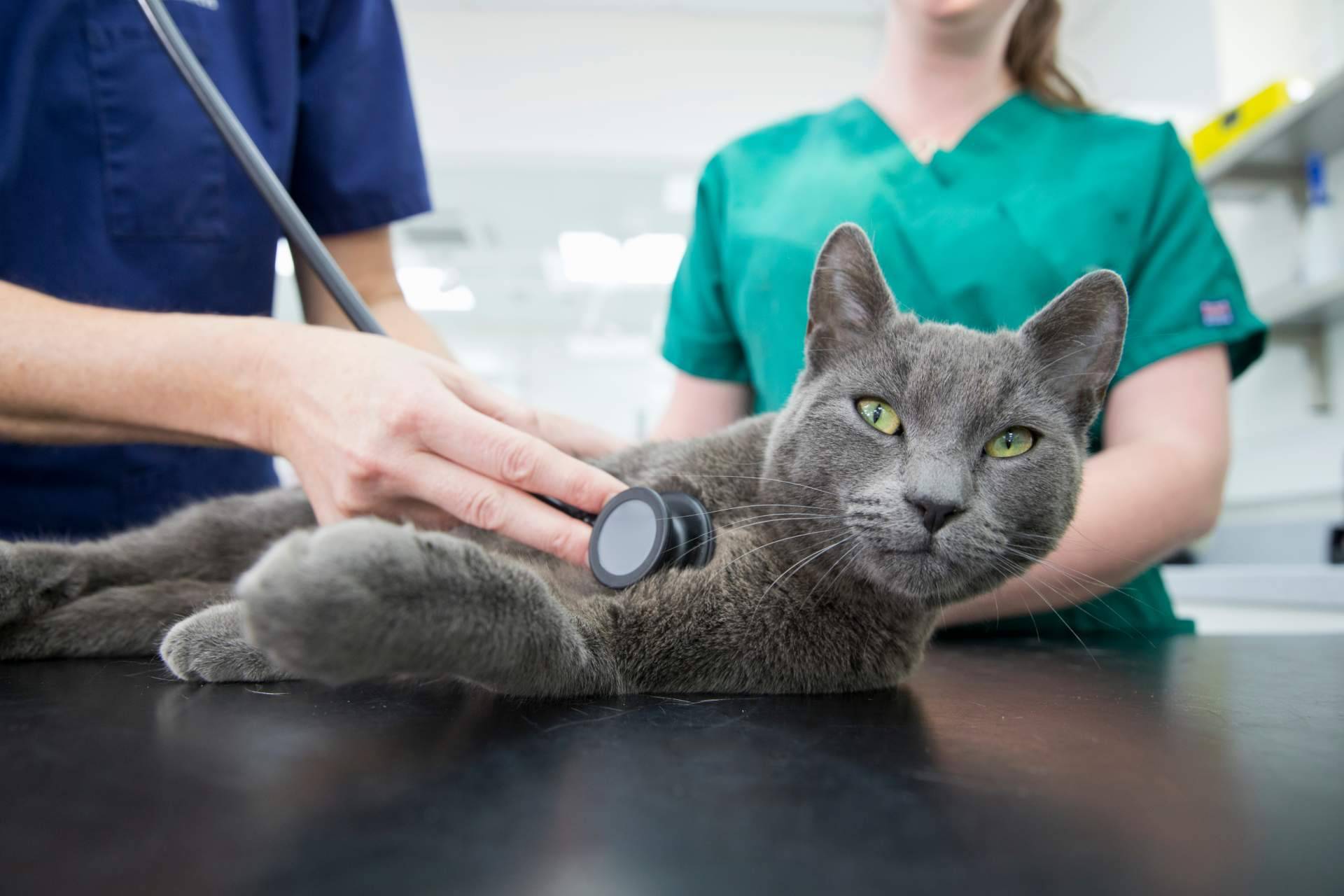 Contratar un seguro veterinario es muy importante