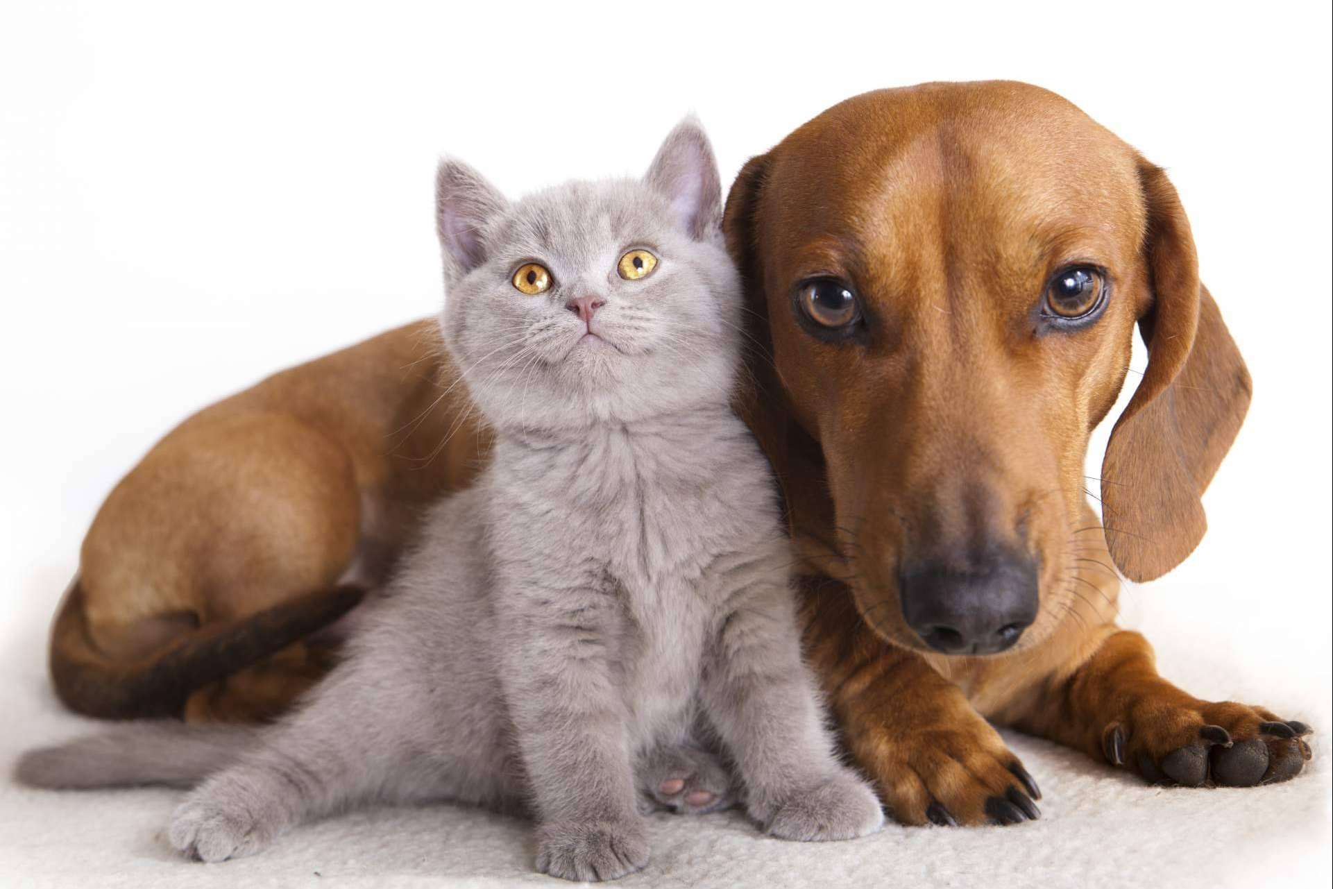 Lucas & Lola, la parafarmacia de mascotas que abrirá una nueva tienda física en Málaga