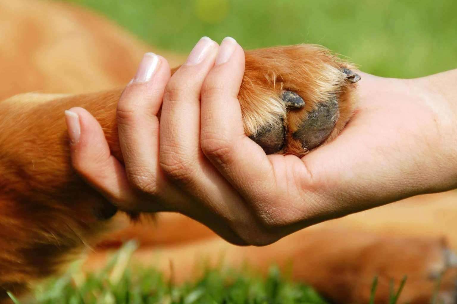 Adquirir vitaminas para perros en la parafarmacia de Lucas & Lola