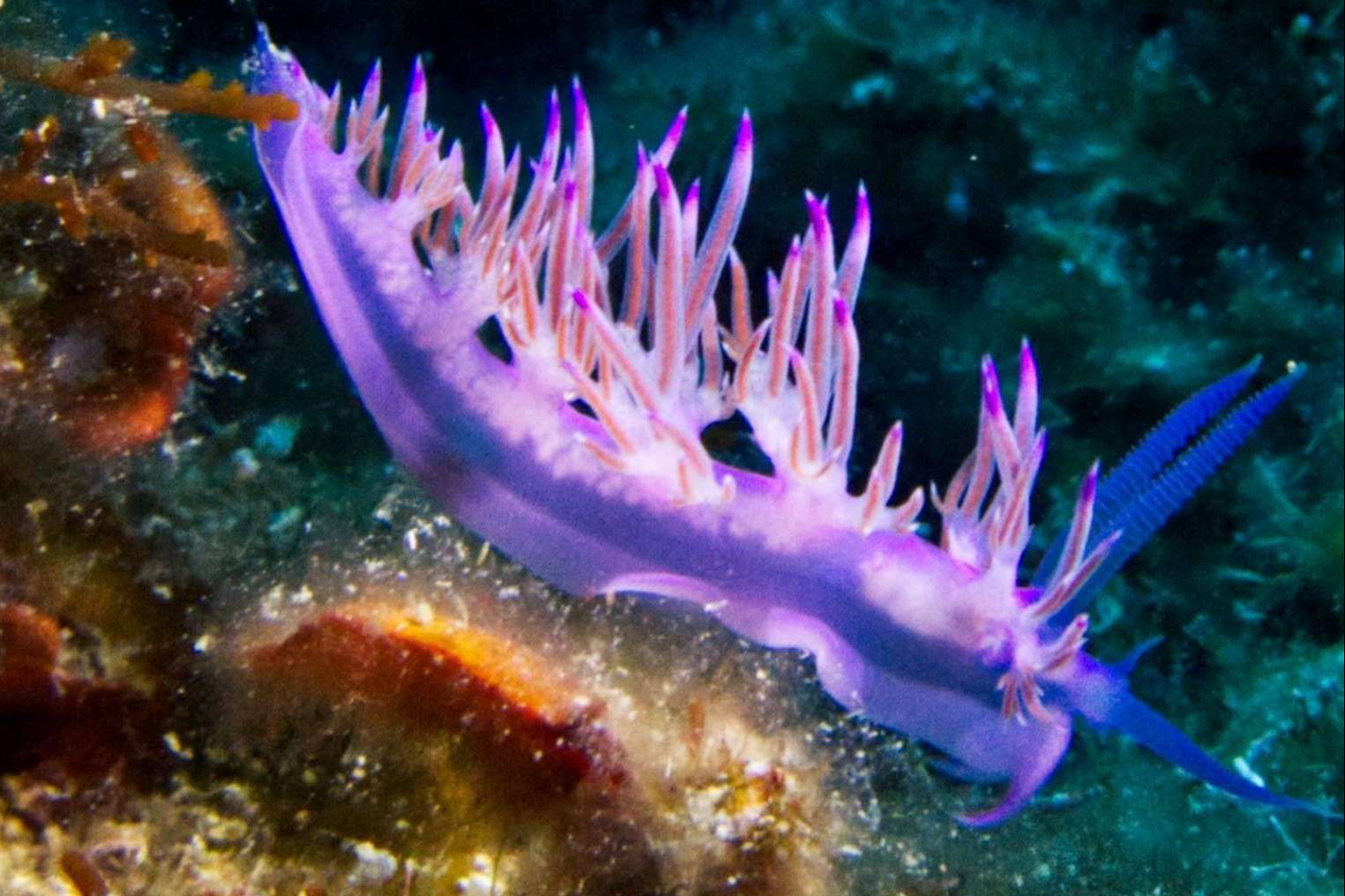 Unisub imparte un curso de submarinismo en las Islas Medas