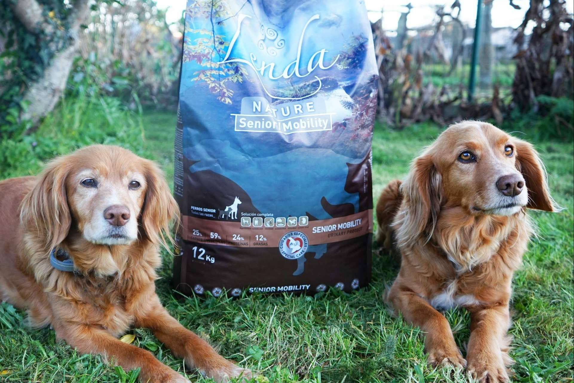 ¿Cómo influye la dieta alimenticia en la salud de los perros?