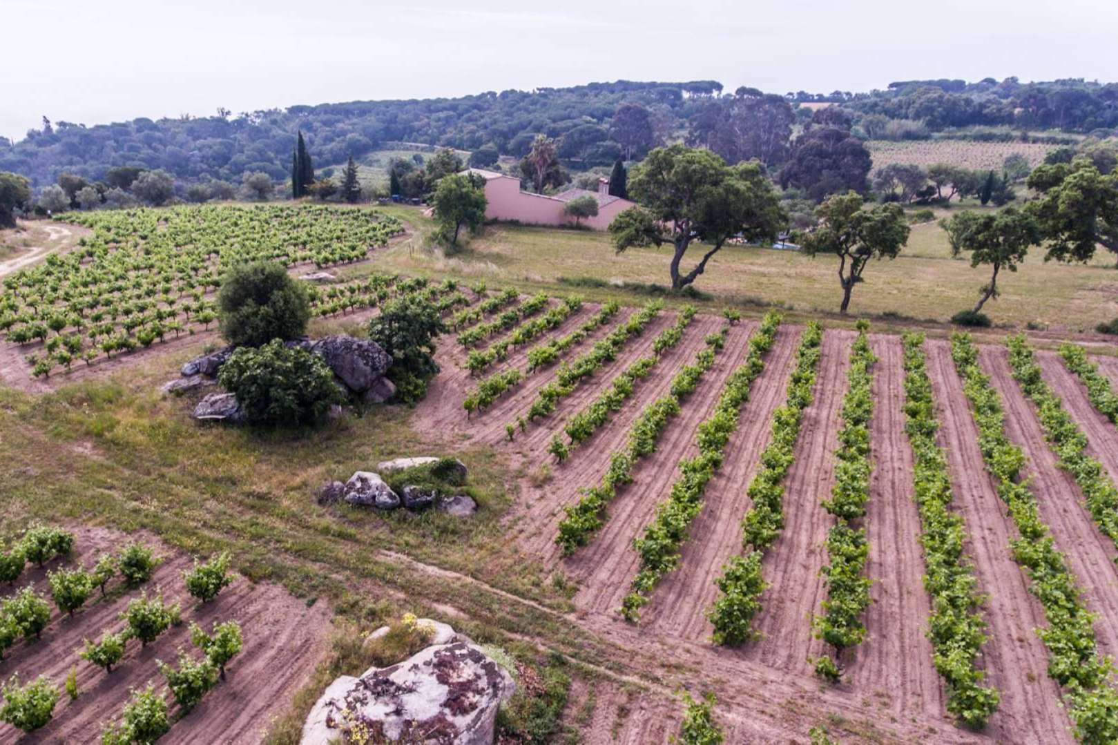 La bodega Viníric se encuentra en Calonge, tierra de vinos