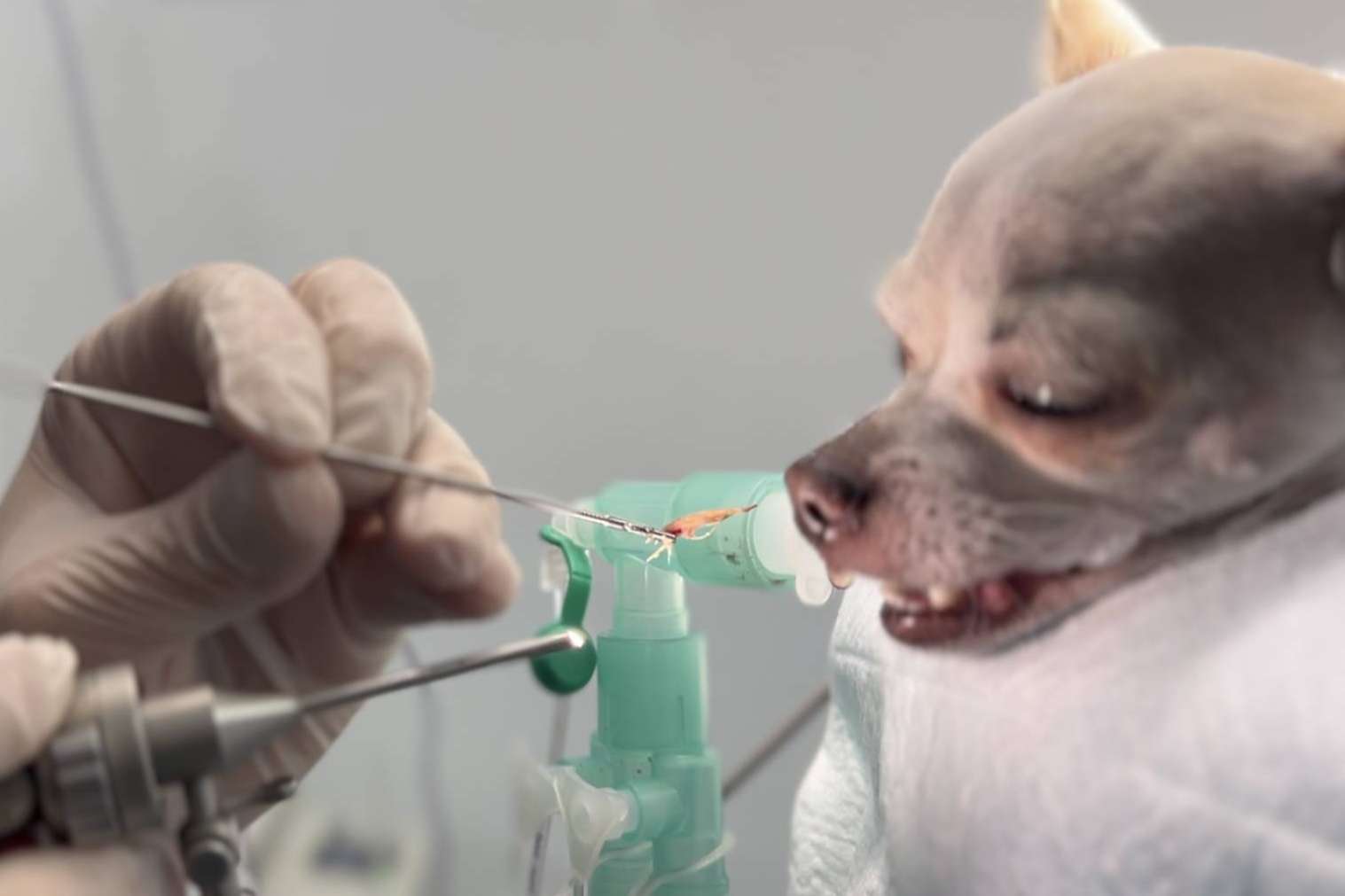 El peligro de las espigas para los perros, según los expertos del Hospital Veterinario Privet en Madrid