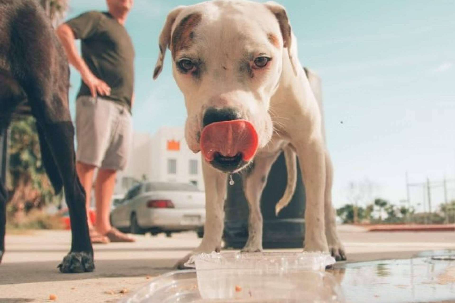 Cómo prevenir un golpe de calor en perros, con la Asociación Española de Perros de Apoyo