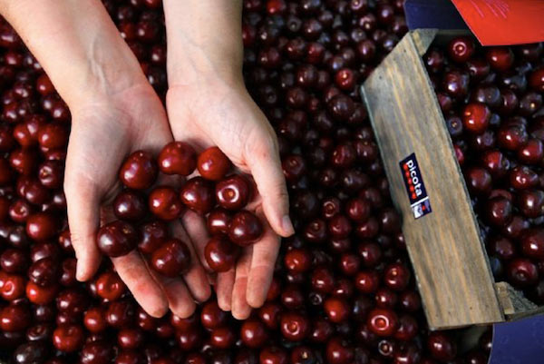 cerezas 