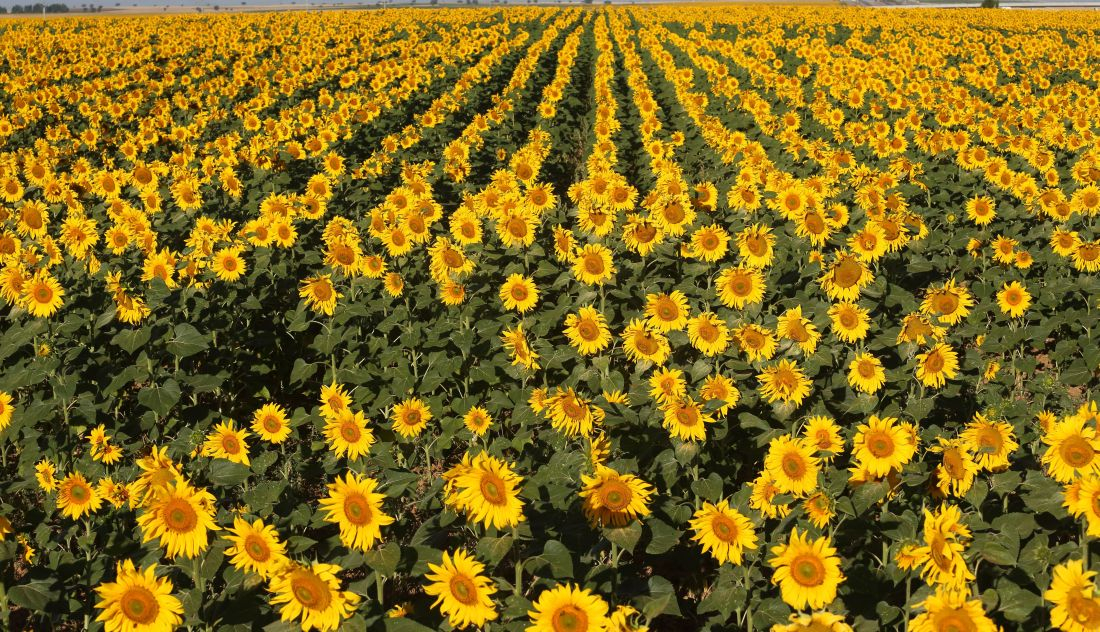 El Gobierno mira a otro lado con el fin de las ayudas al girasol de la UE