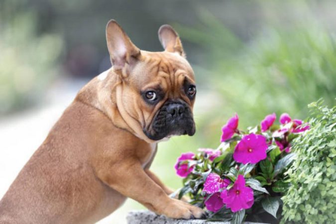 Bulldog Francés