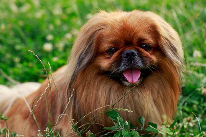 Razas de perro Pekinés