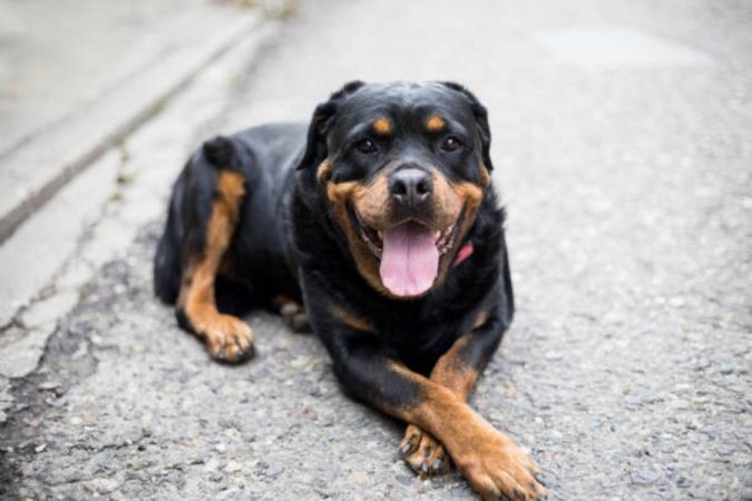 Razas de perro Rottweiler