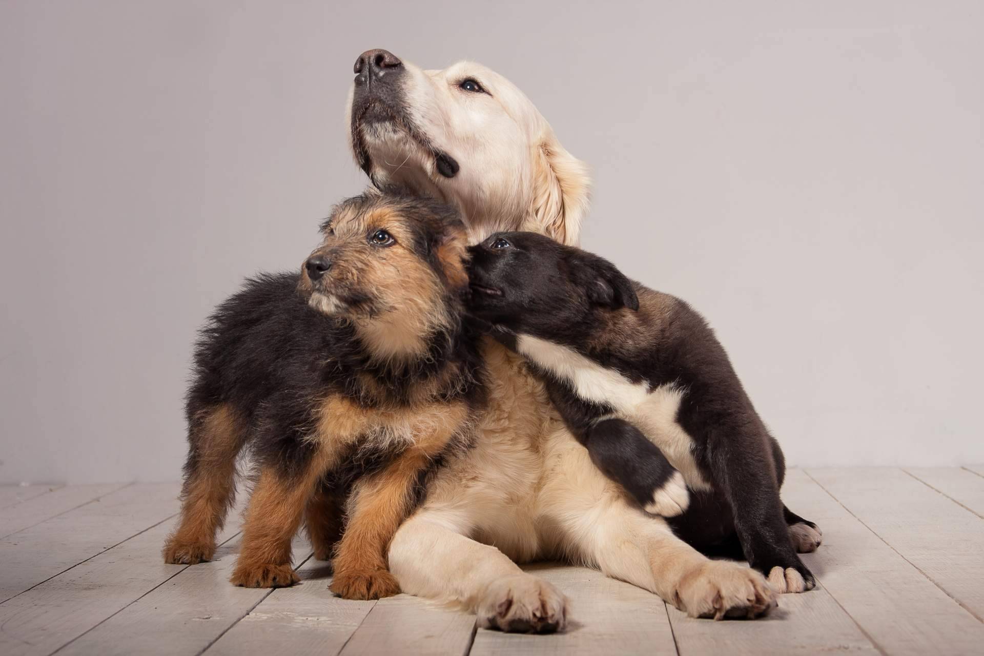 Cachorros Del Valle, el criadero profesional que garantiza el máximo cuidado de sus mascotas