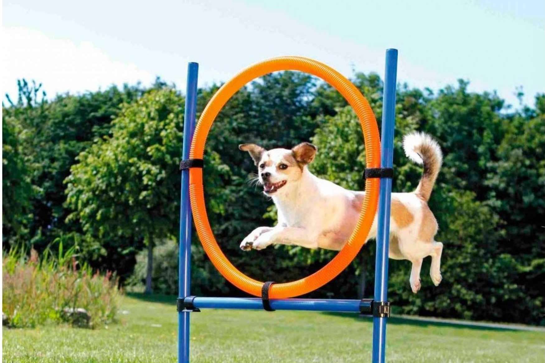 Adquirir juguetes para perros con Lucas & Lola