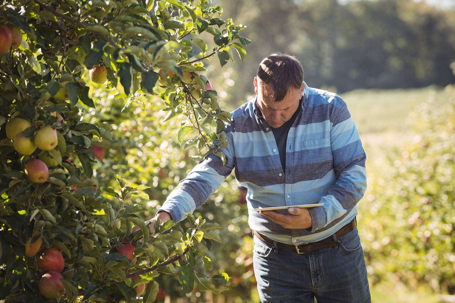 Un ERP Agropecuario para potenciar el sector agrícola, con Certitec