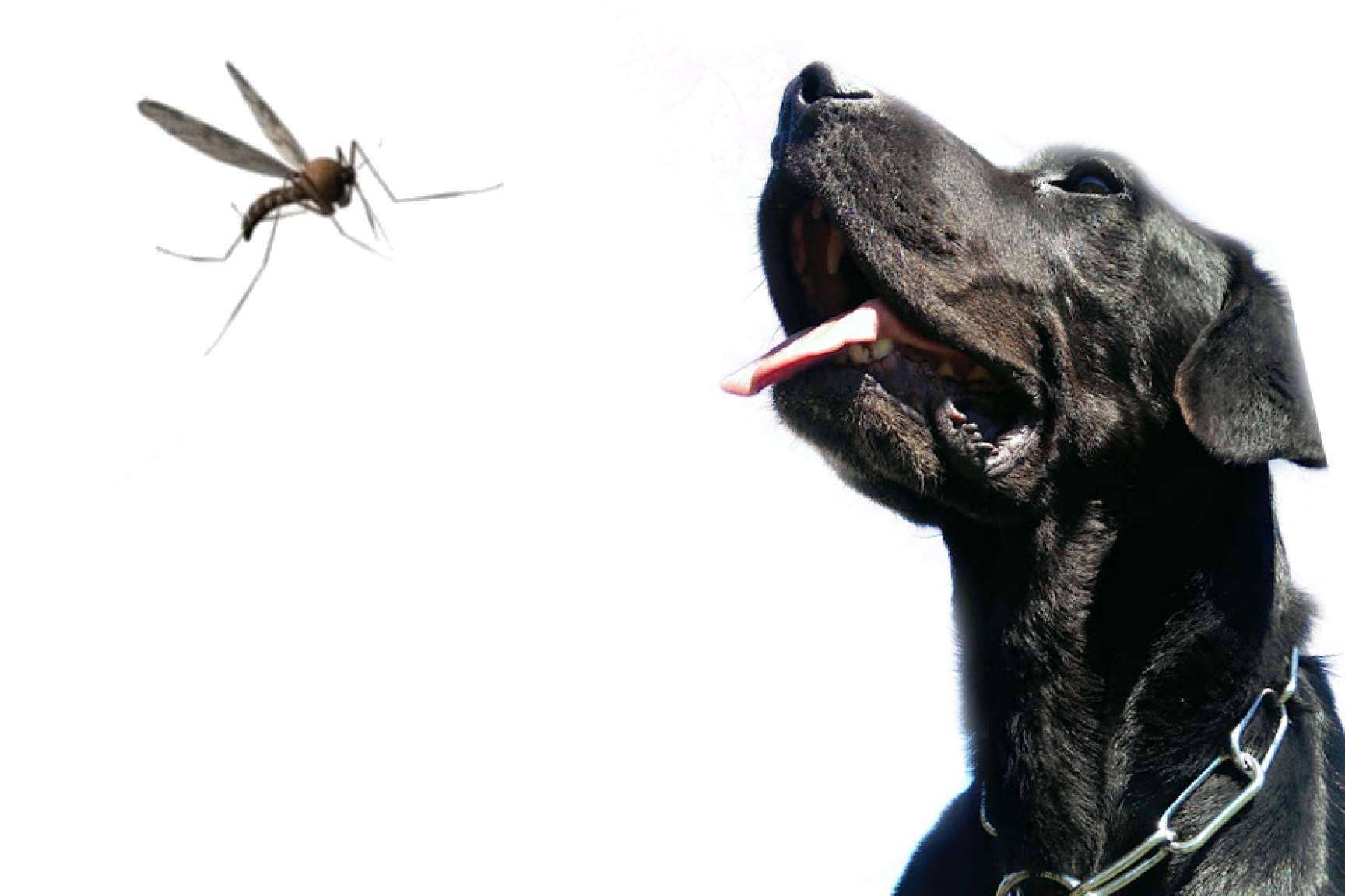 La leishmaniosis; el contagio, su tratamiento y cómo prevenirla, por la Asociación Española Perros de Apoyo